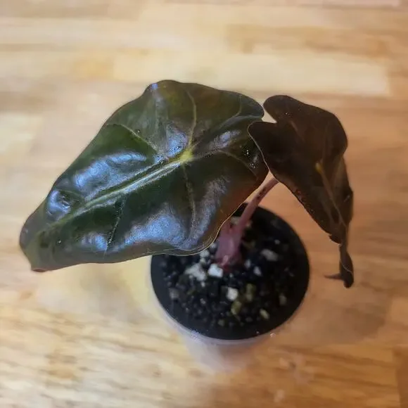 Alocasia Amazonica 'Polly' Elephant Ear Plant - Picture 12 of 12